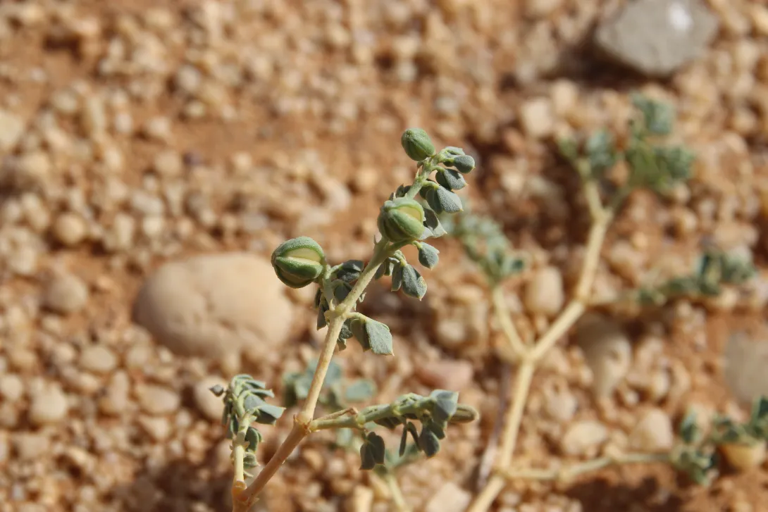 Seetzenia orientalis fruits