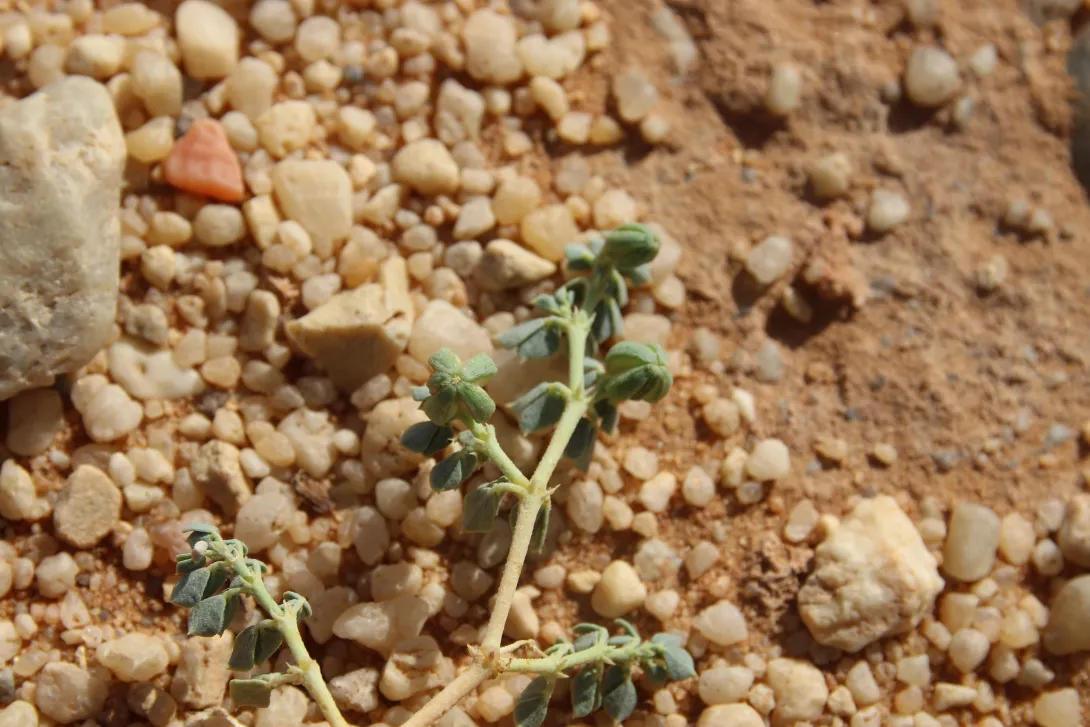 Seetzenia orientalis fruits