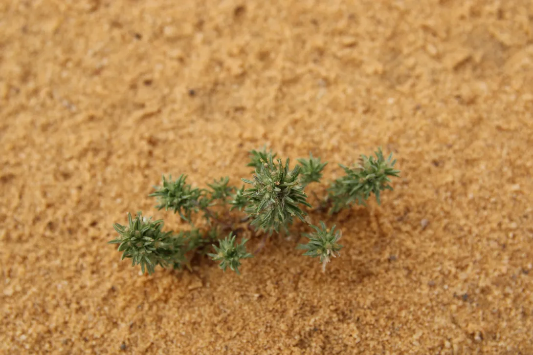 Whole plant