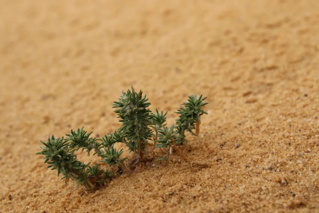 Whole plant