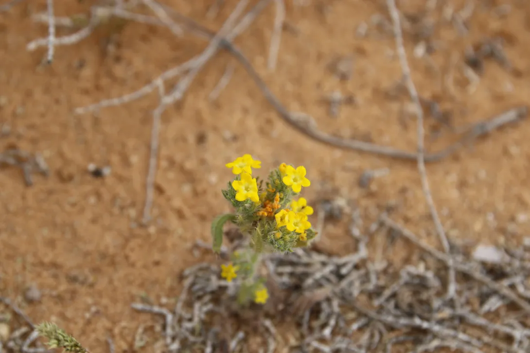 Arnebia hispidissima flowers