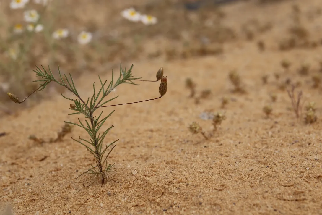 Whole plant