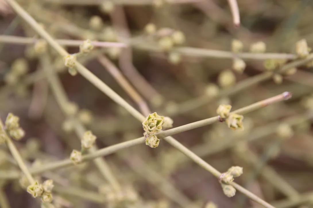 Ephedra alata fruits
