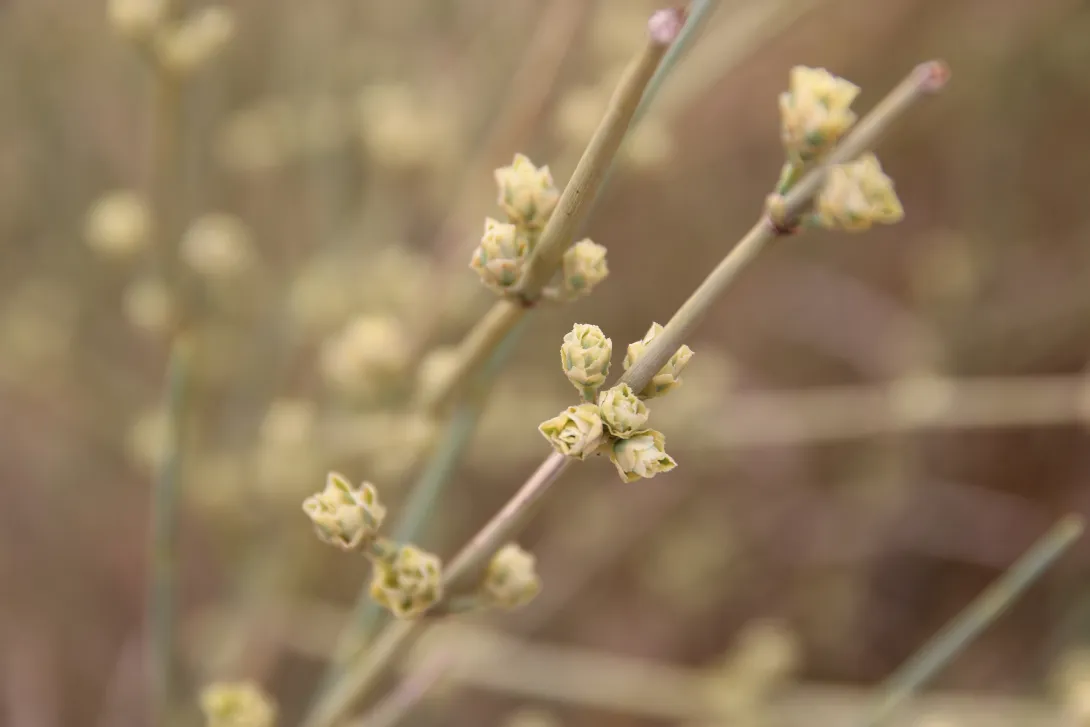 Ephedra alata fruits