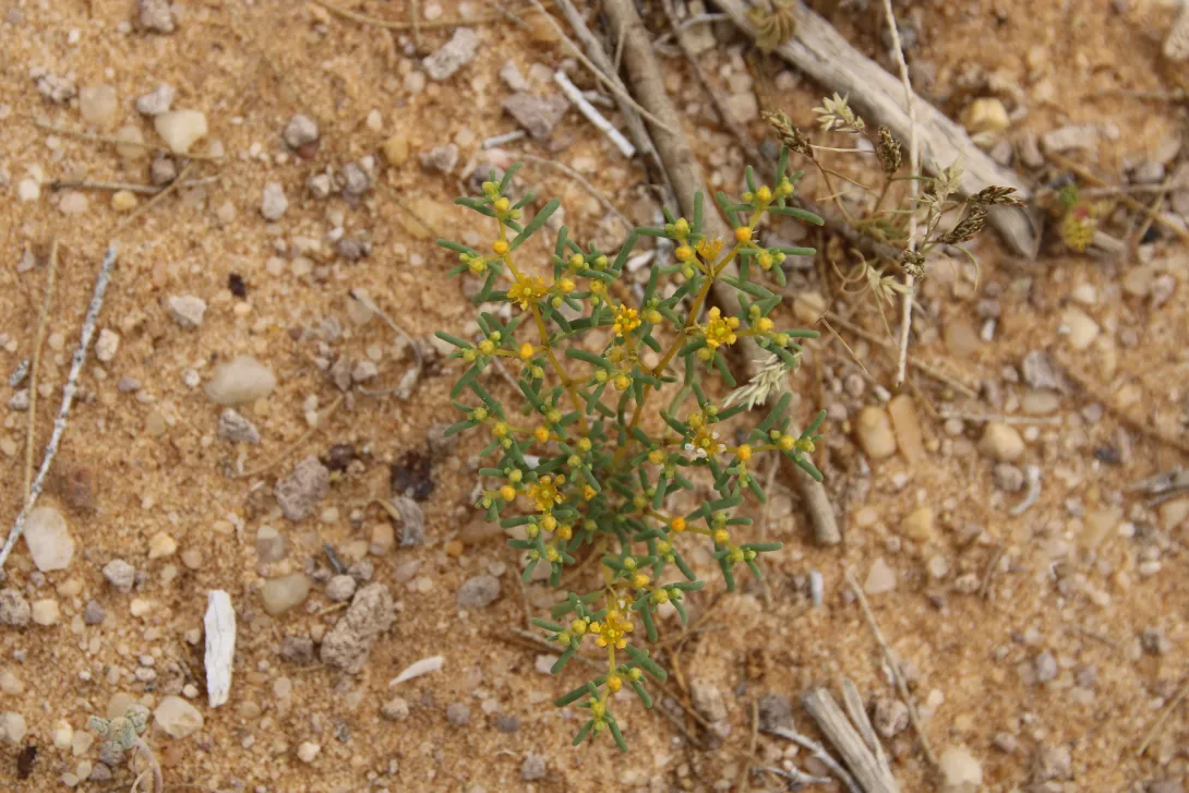 Whole plant