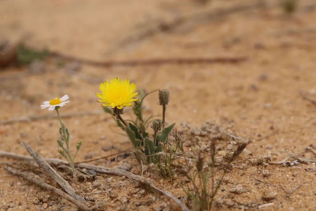 Whole plant