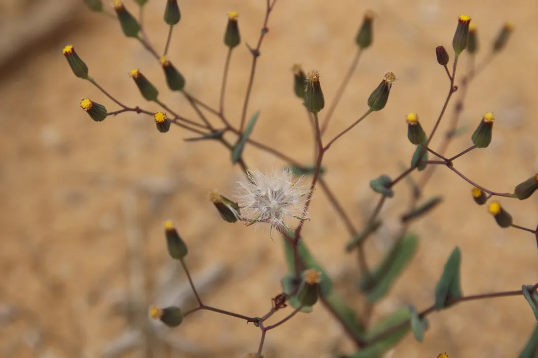 Senecio flavus fruits