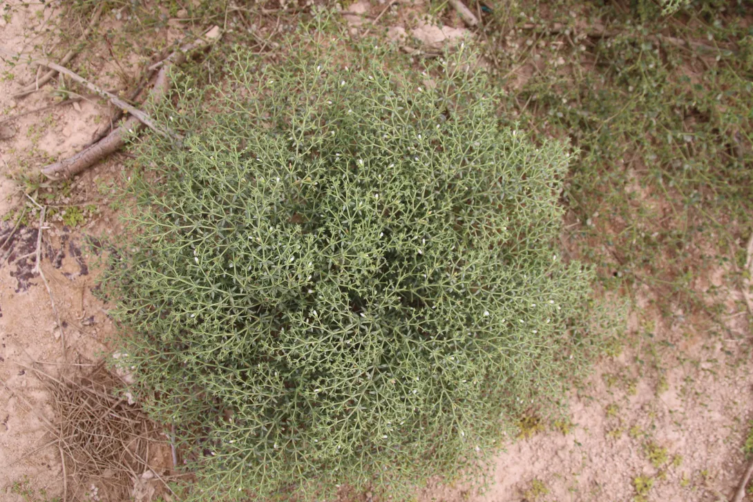 Whole plant