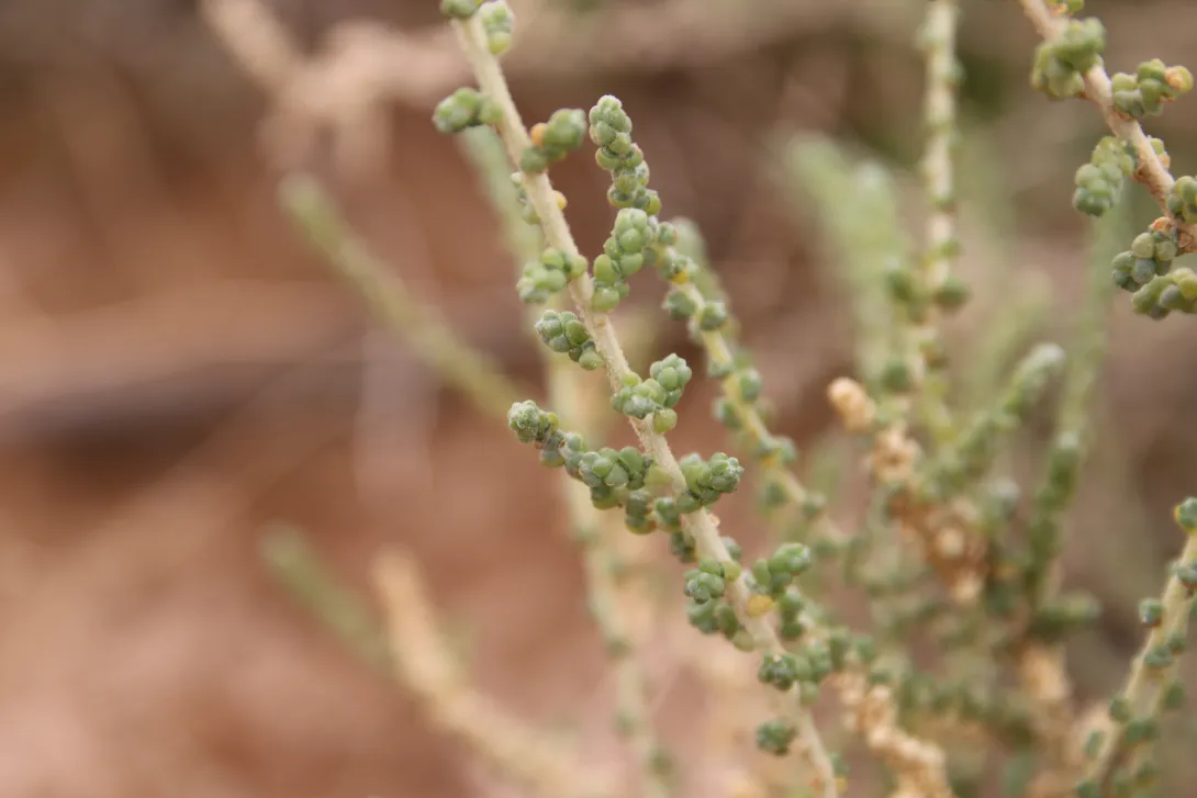 Caroxylon imbricatum leaves