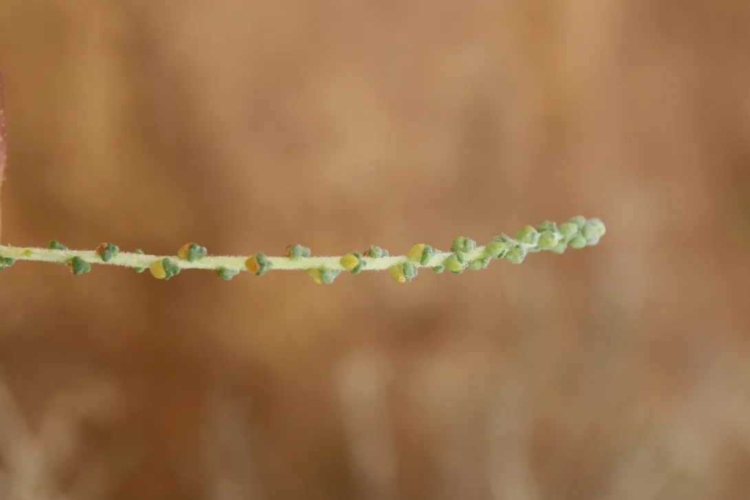Caroxylon imbricatum