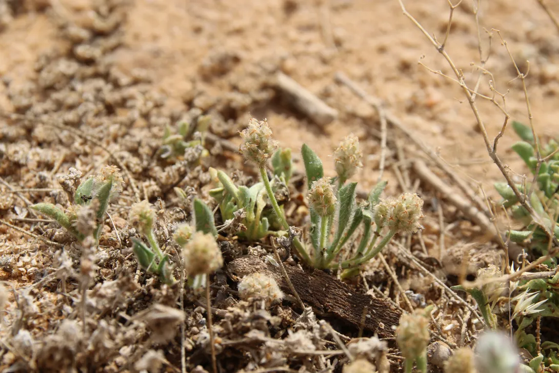 Whole plant