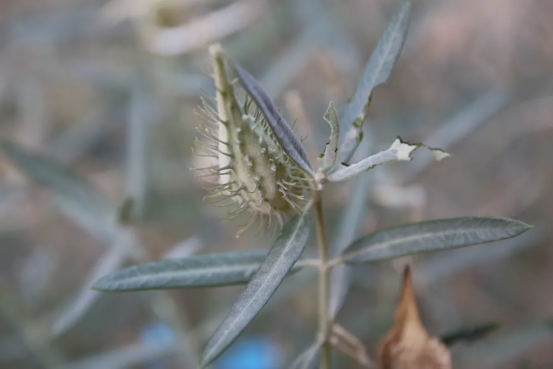 Gomphocarpus sinaicus fruit