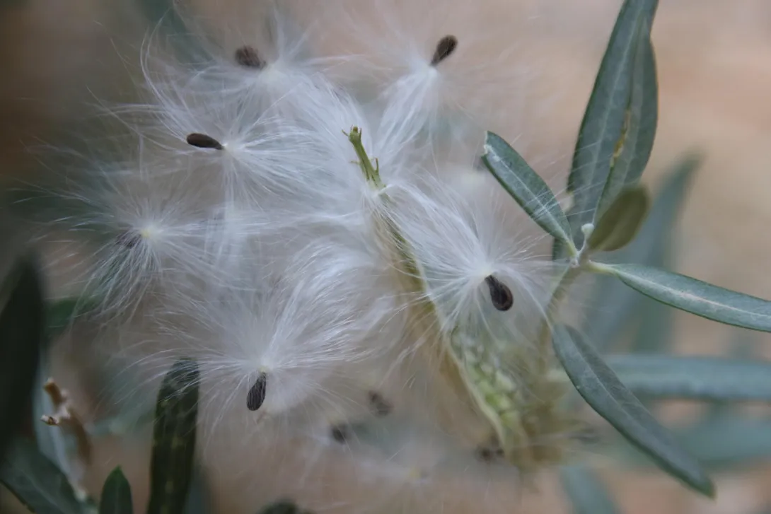 Gomphocarpus sinaicus fruit and seeds
