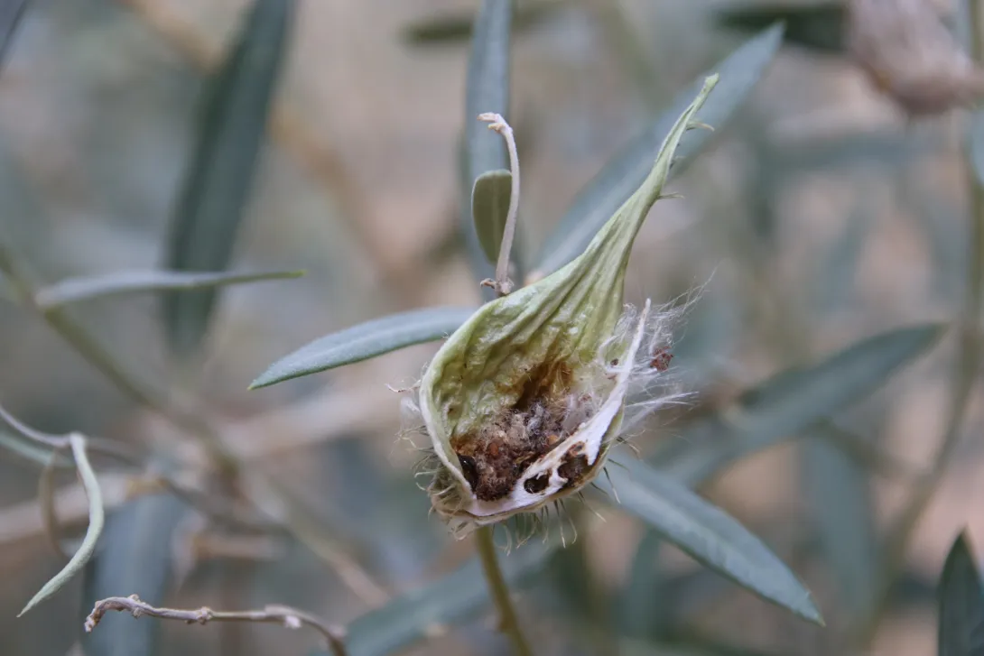Gomphocarpus sinaicus fruit