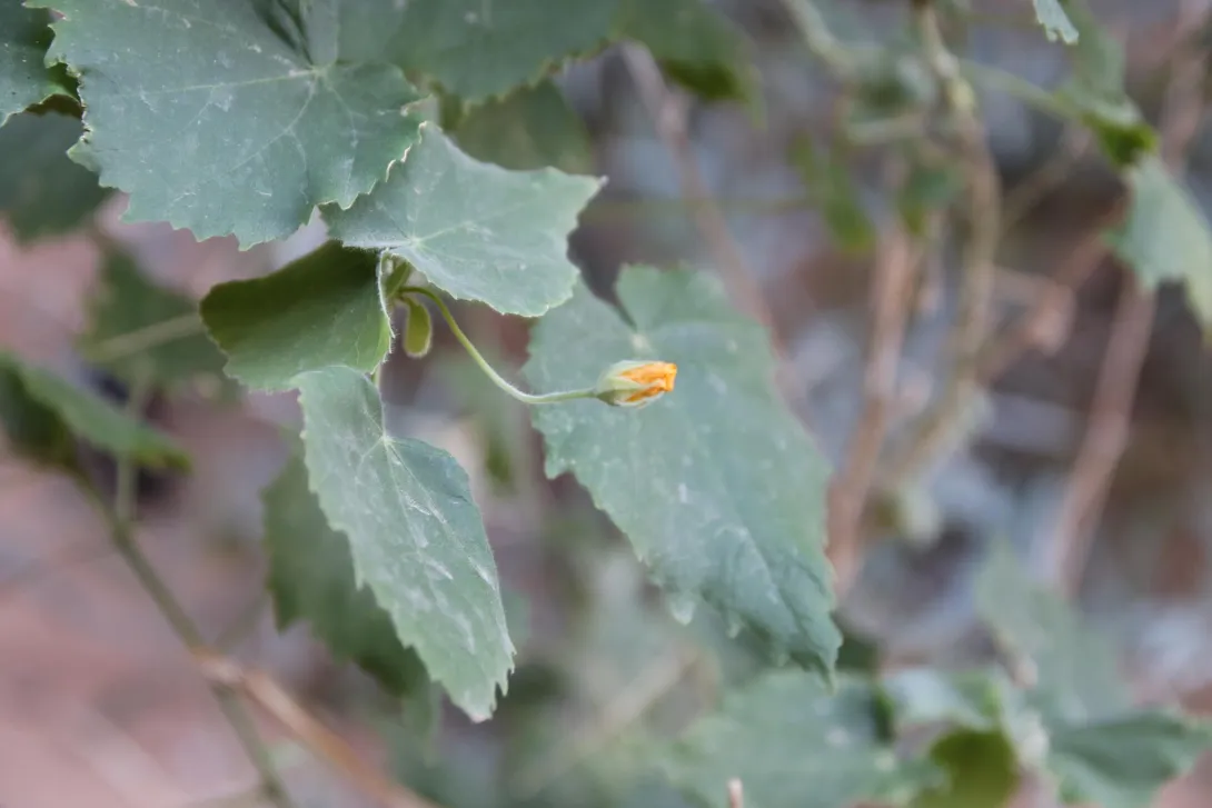 Flower and leaves of Abutilon fruticosum