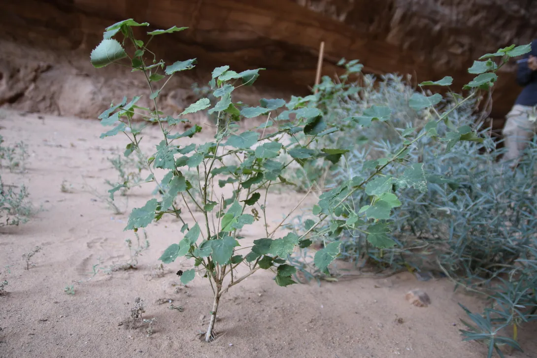 Abutilon fruticosum