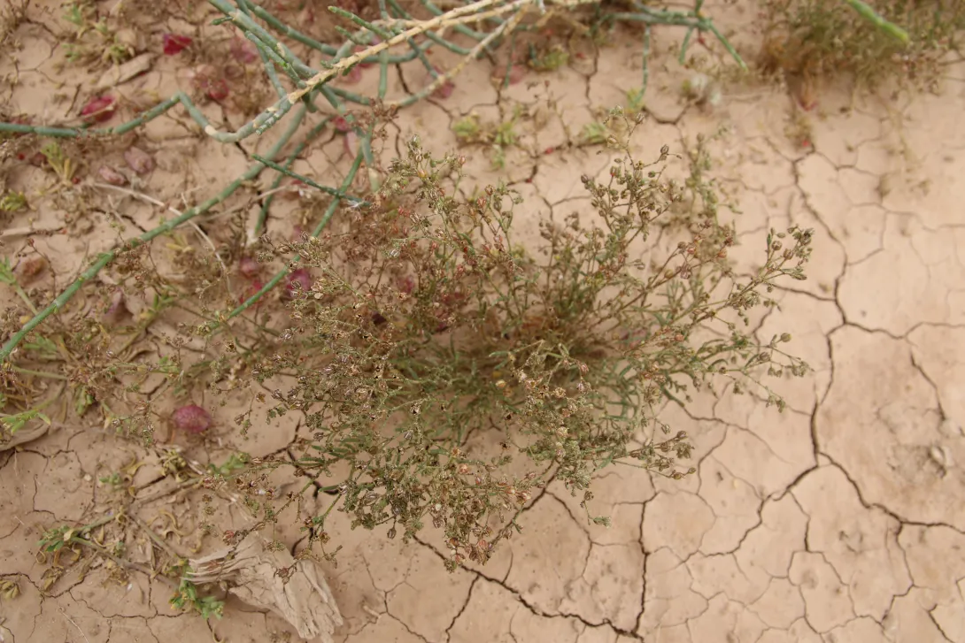 Whole plant