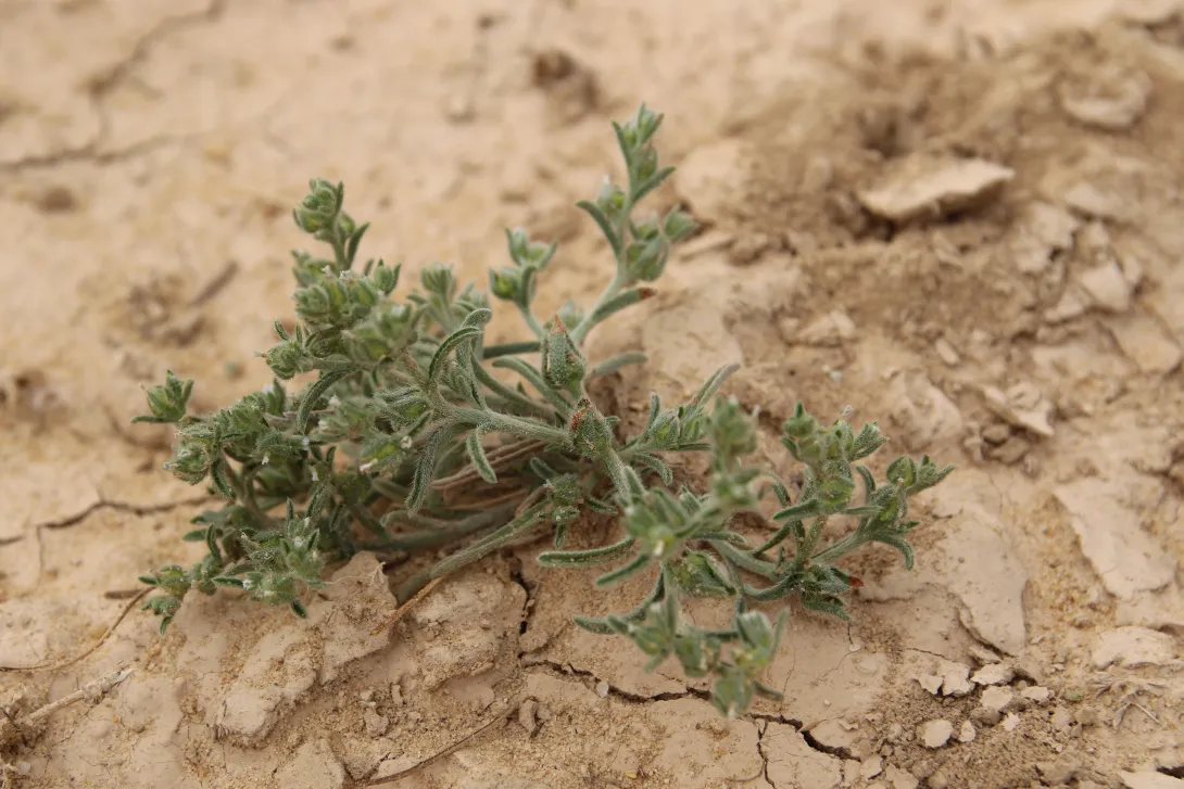 Whole plant