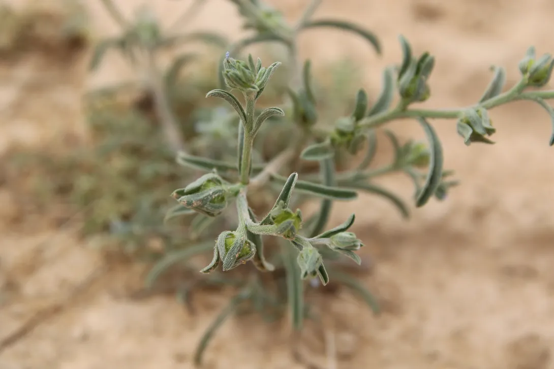 Ogastemma pusillum fruits