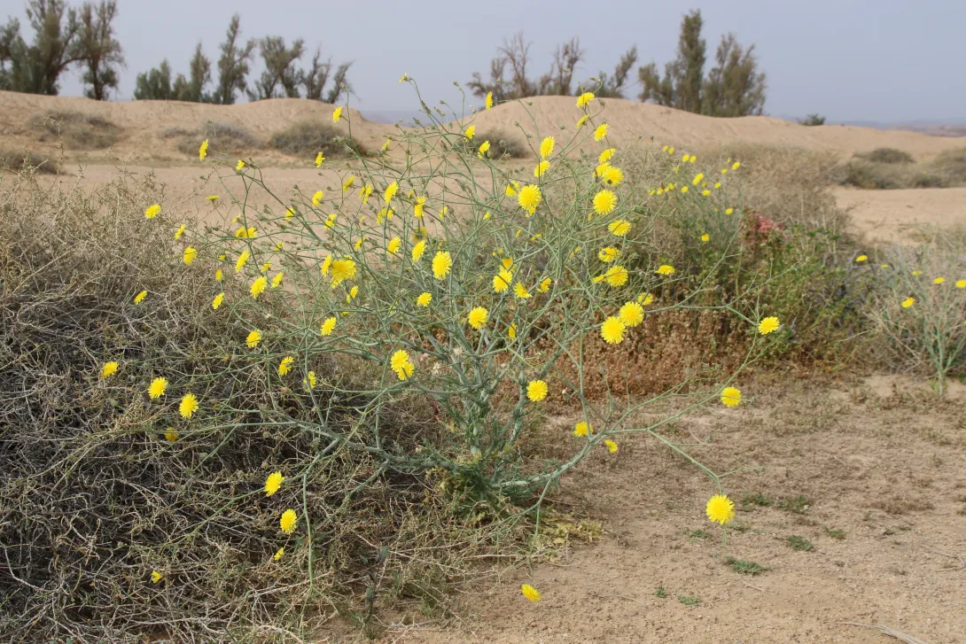 Whole plant