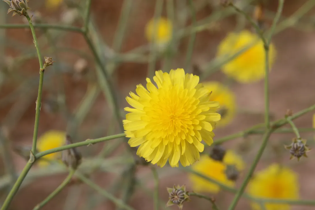 Launaea mucronata flowers