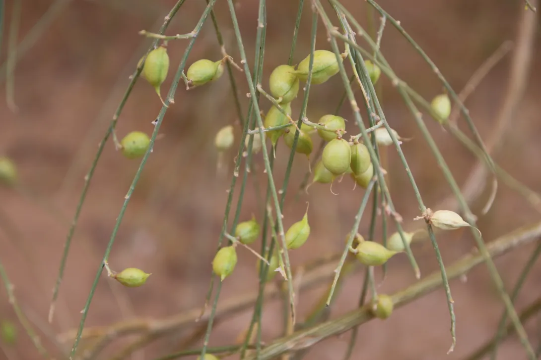 Retama raetam fruits