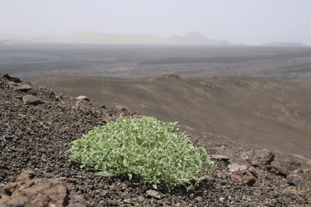 Whole plant on Harrat Khaybar
