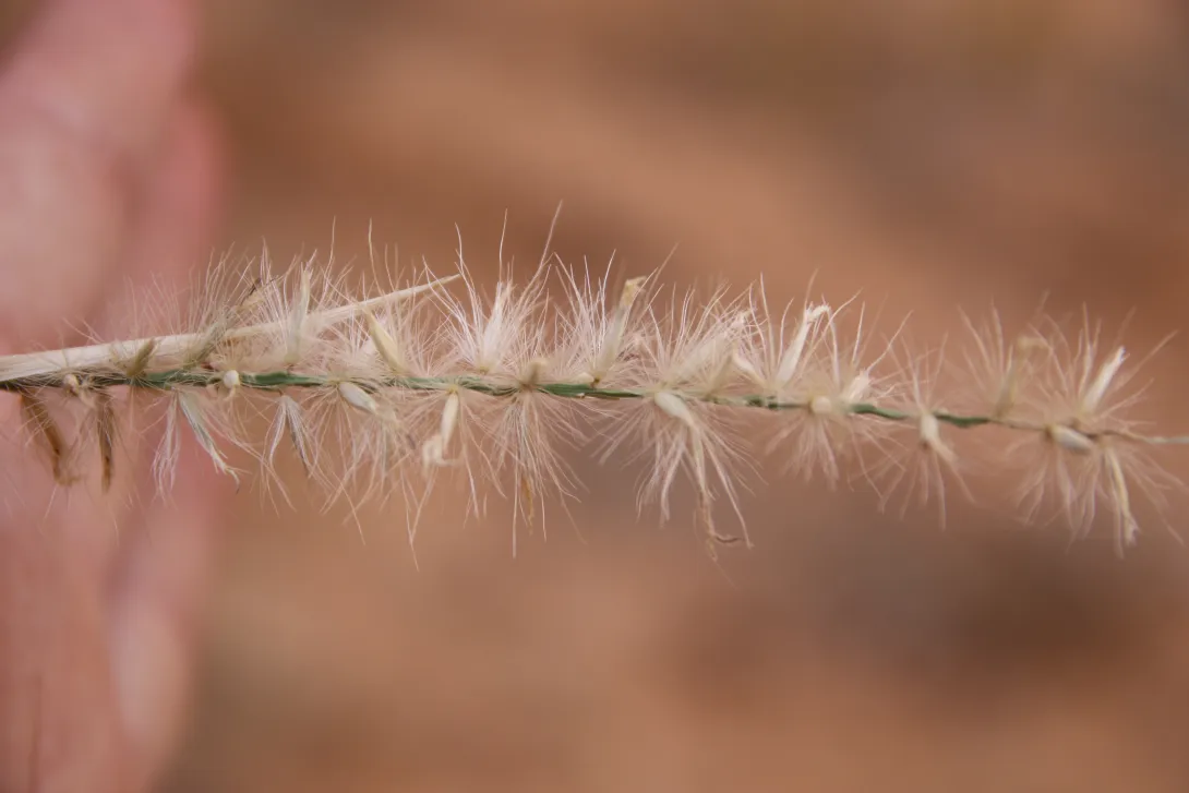 Cenchrus divisus fruit