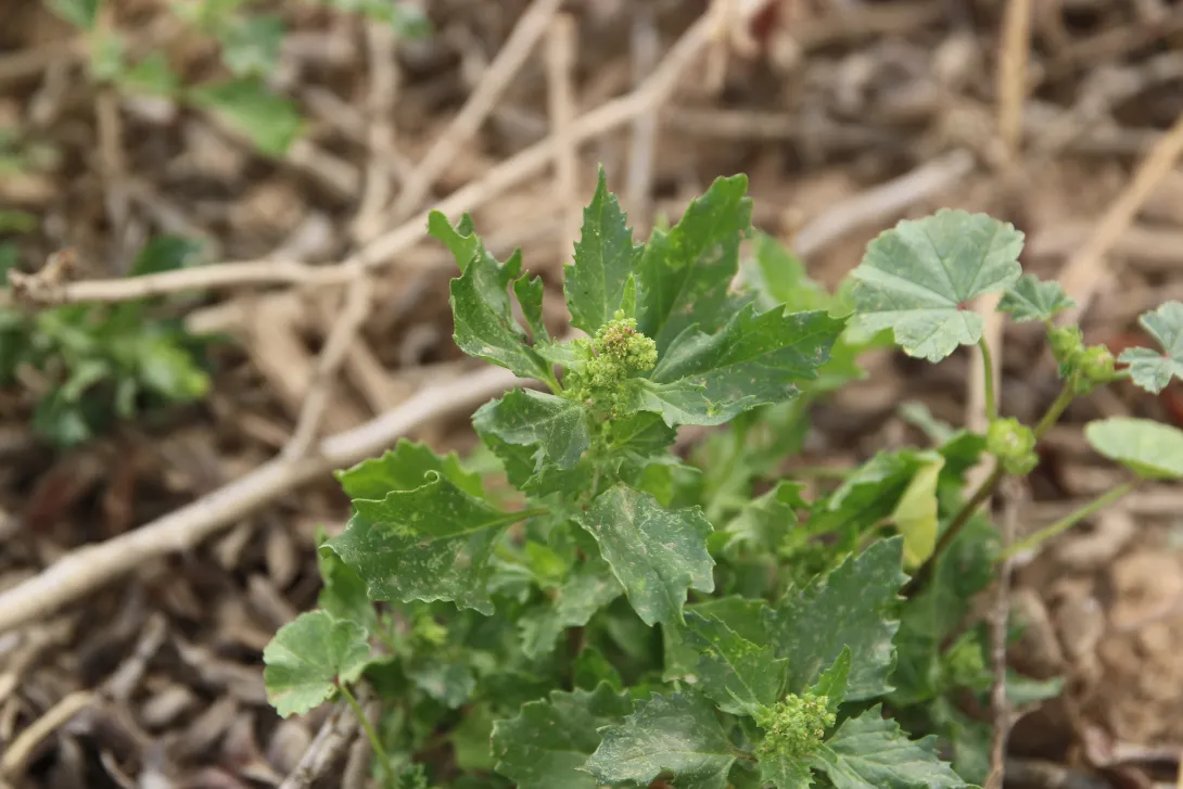 Chenopodiastrum murale leaves and flowers