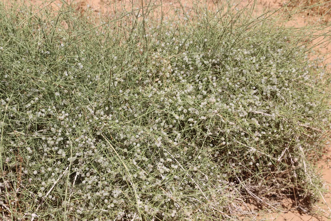 Whole plant