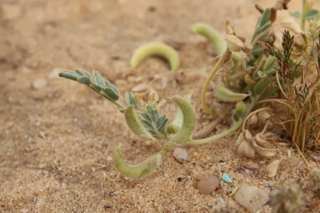 Astragalus eremophilus leaves and fruits