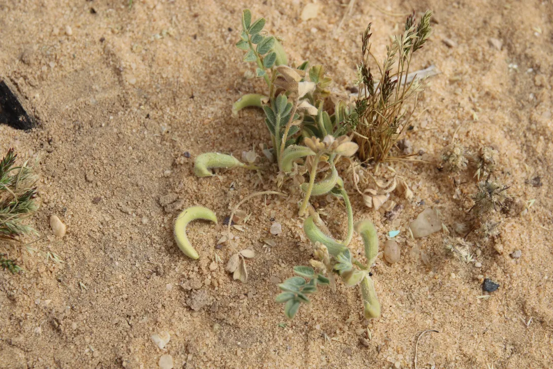 Whole plant