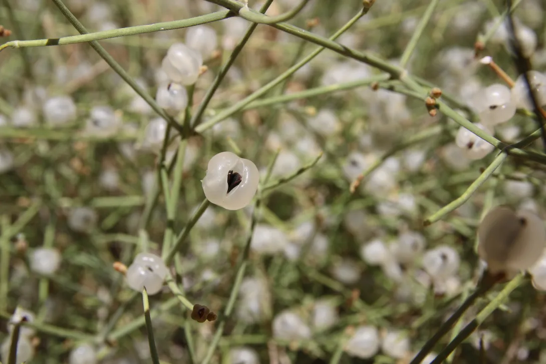 Ephedra ciliata fruits