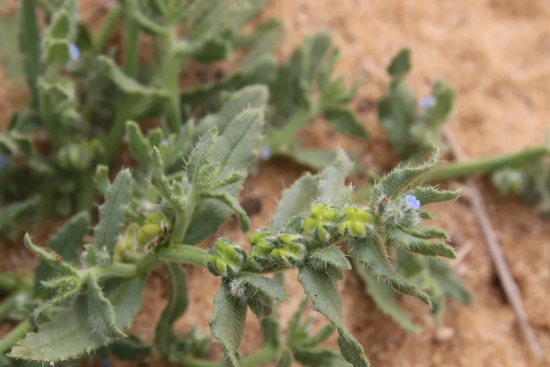 Gastrocotyle hispida flower and fruits