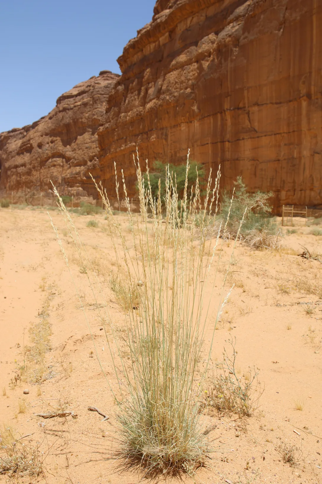 Whole plant