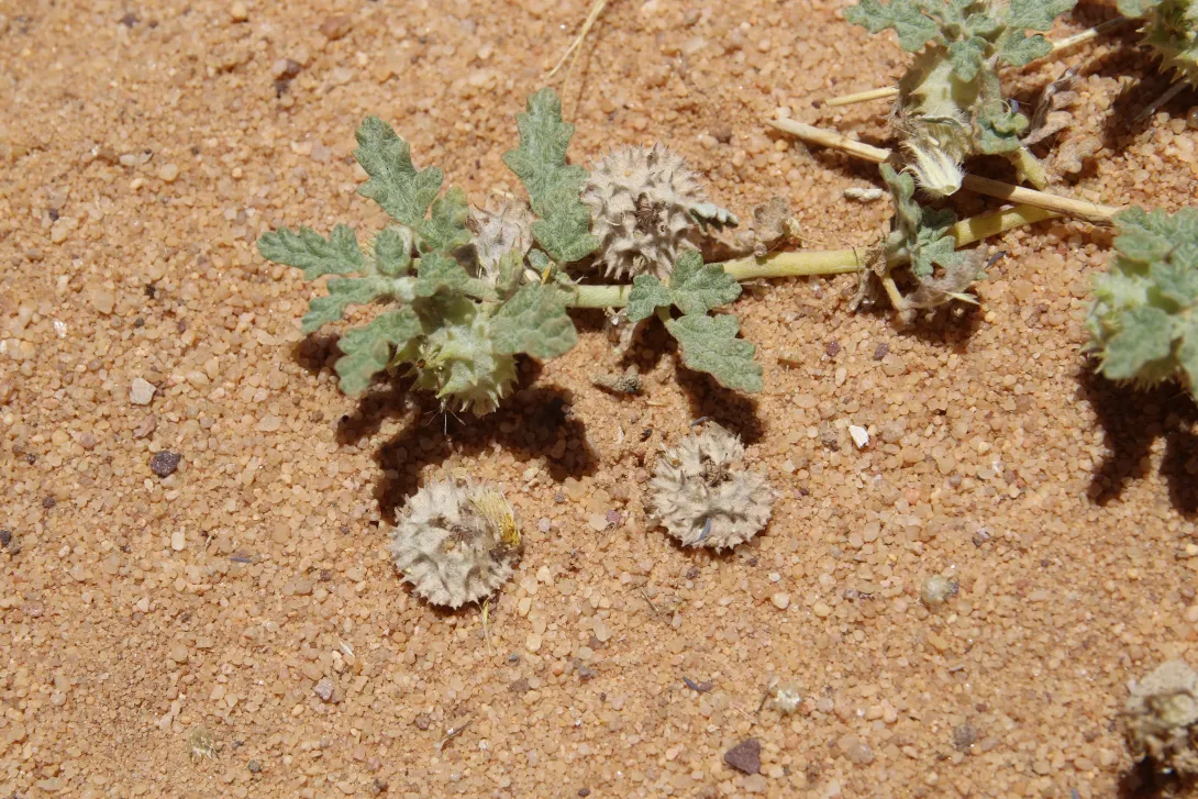Neurada procumbens fruits and leaves