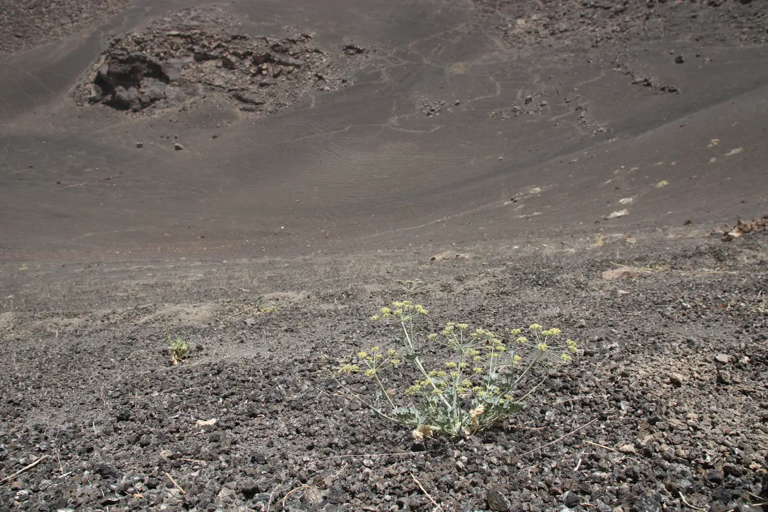 Whole plant