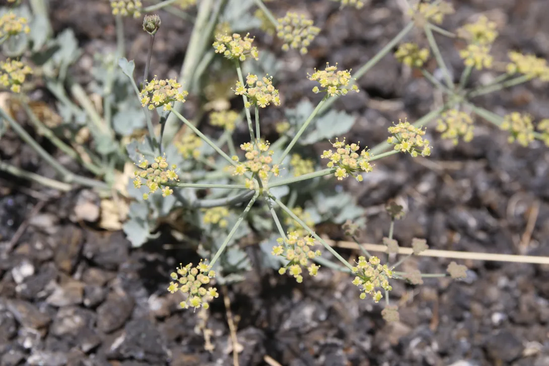 Ducrosia flabellifolia flowers