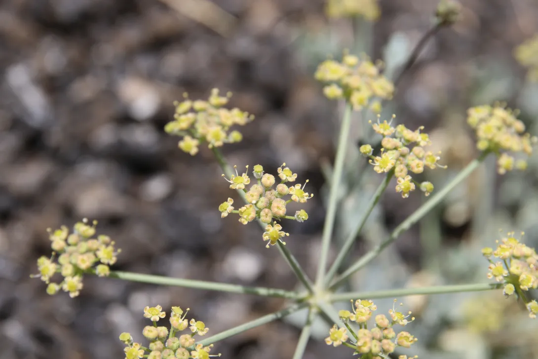 Ducrosia flabellifolia flowers