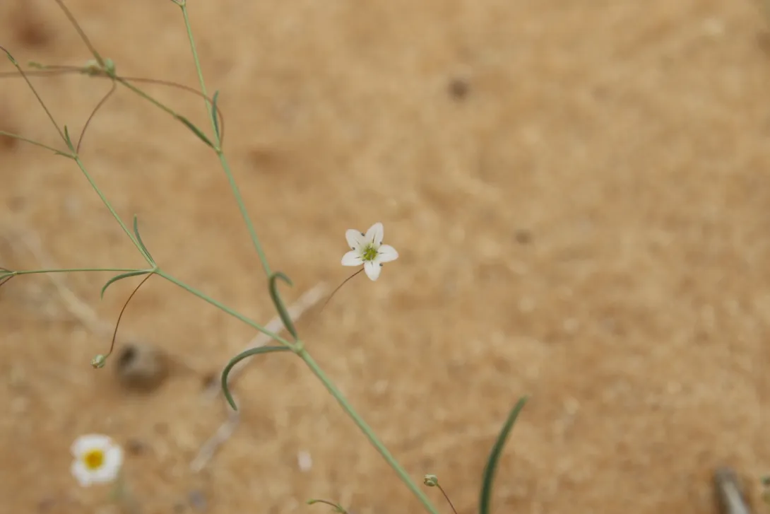 Gypsophila capillaris flower
