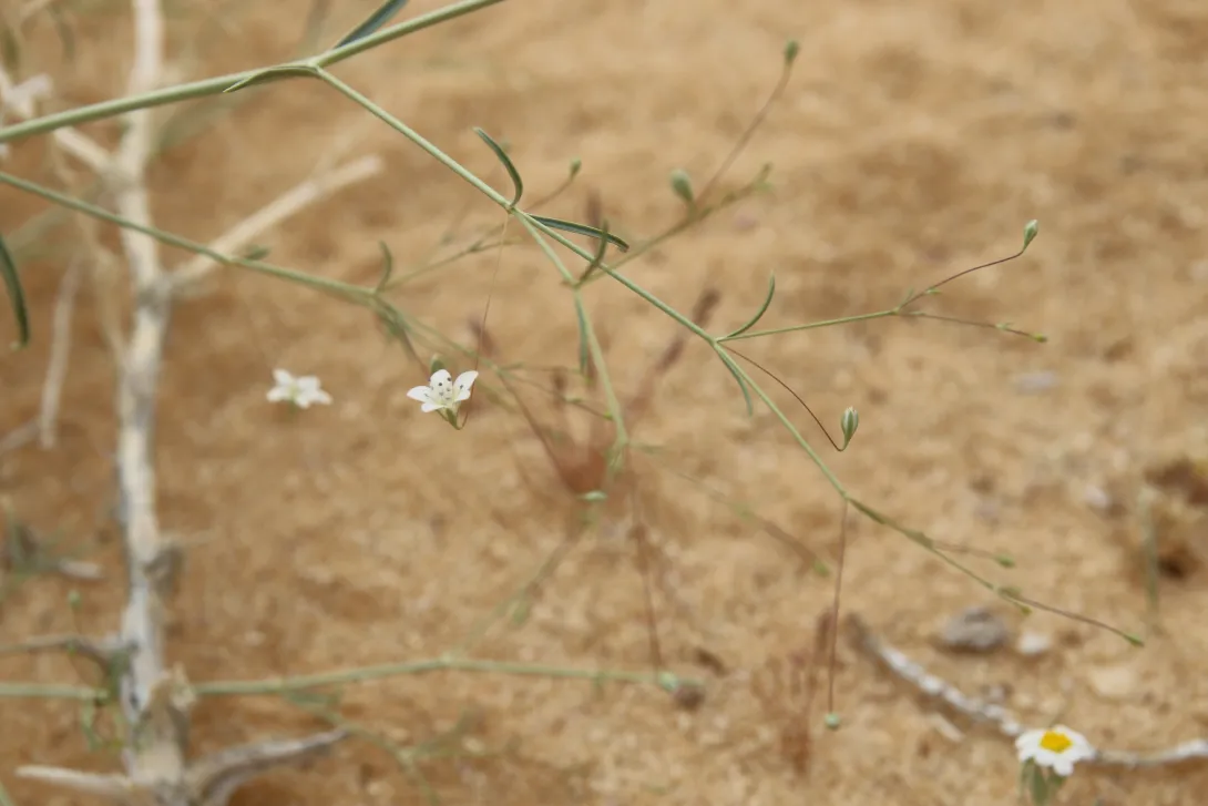 Gypsophila capillaris flower