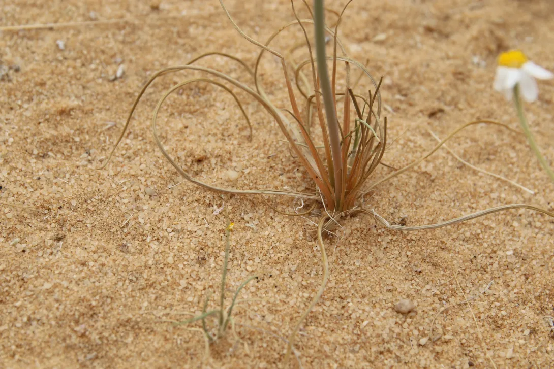 Asphodelus tenuifolius leaves