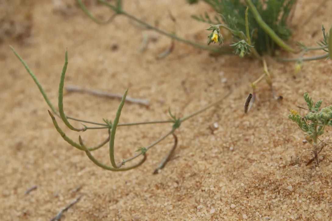 Hypecoum aegyptiacum fruits
