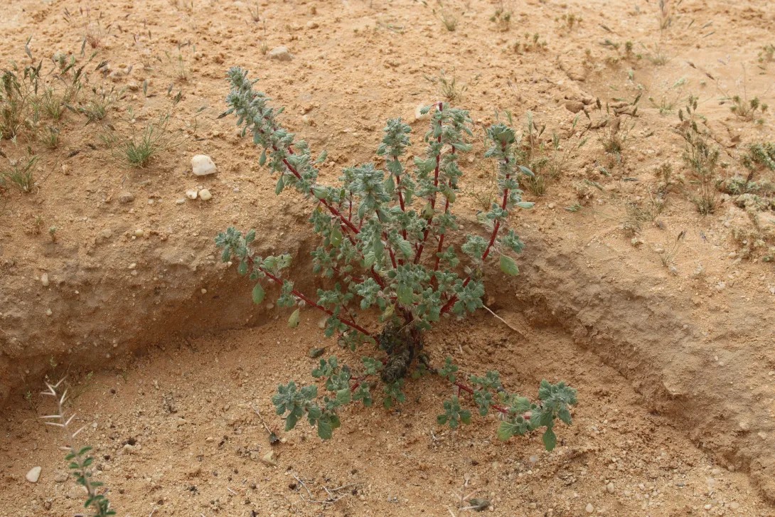 Whole plant