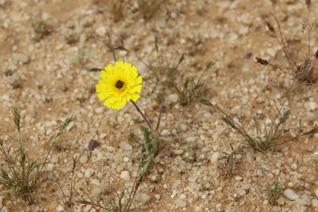 Whole plant