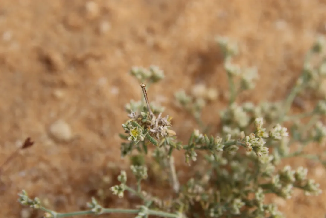 Polycarpaea repens flower