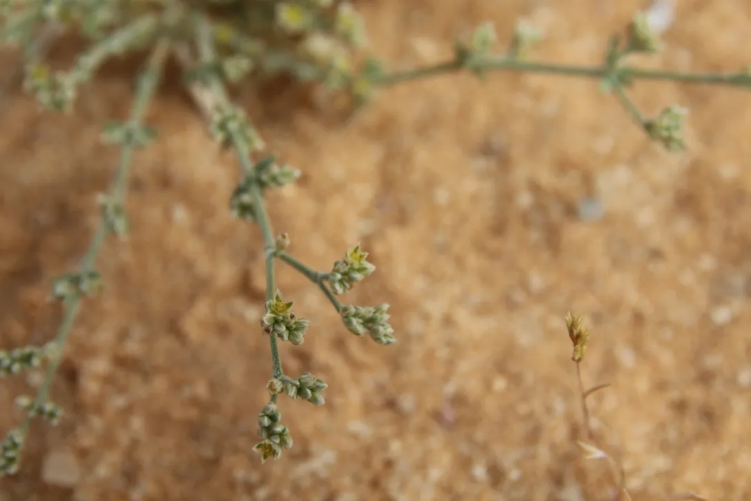Polycarpaea repens flower