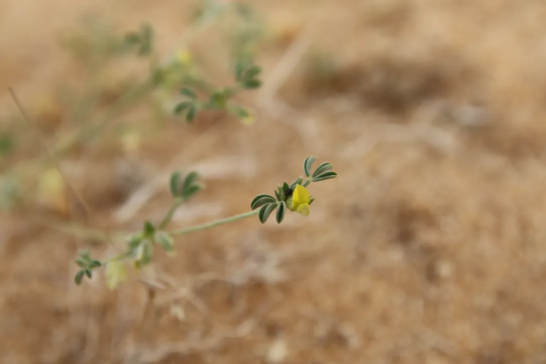 Leobordea platycarpa flower