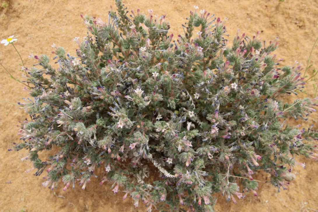 Whole plant