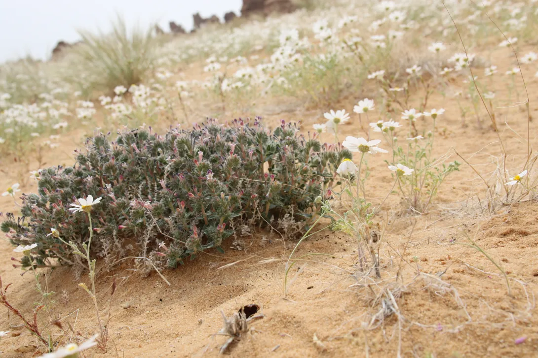 Whole plant